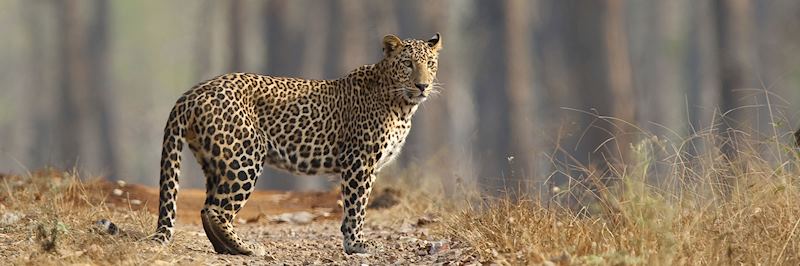Leopard in Nagarhole National Park in the southern state of Karnataka
