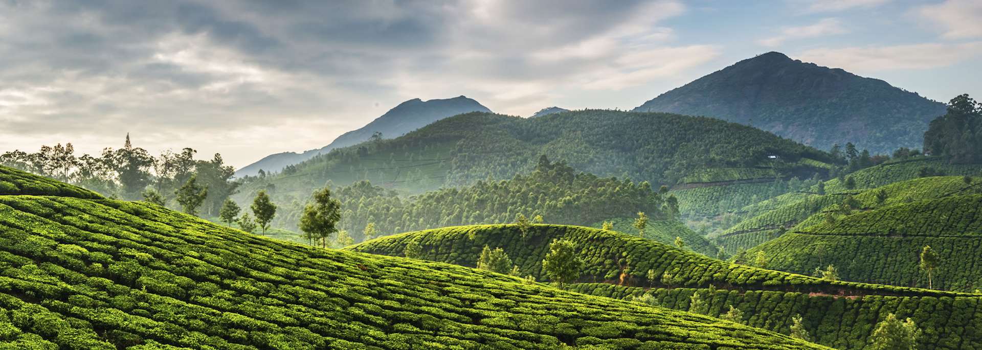 Tea plantation in Munnar