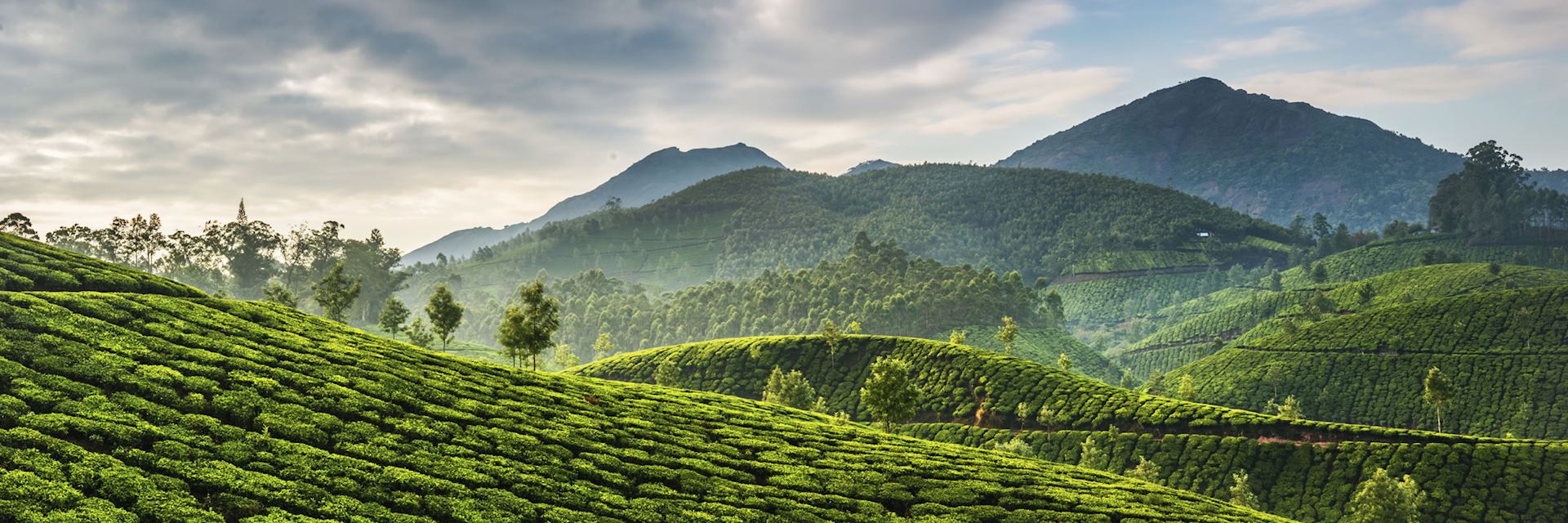 Tea plantation in Munnar