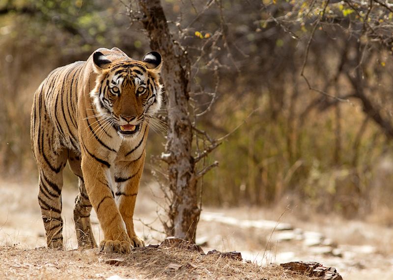 Ranthambhore National Park