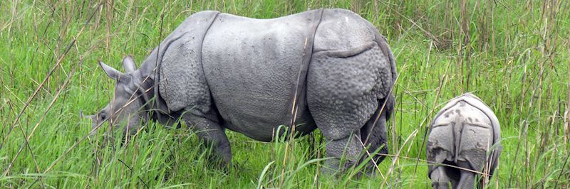 One-horned rhino grazing in Kaziranga National Park