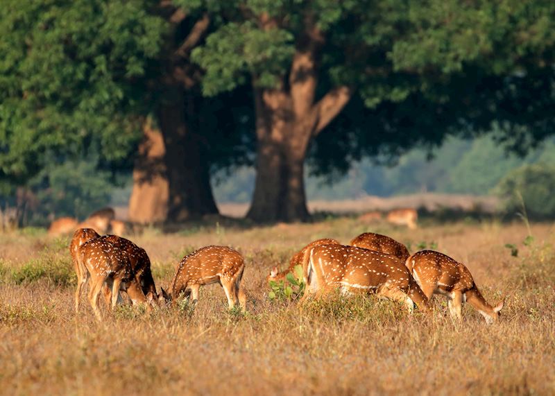 Chital, Kanha National Park
