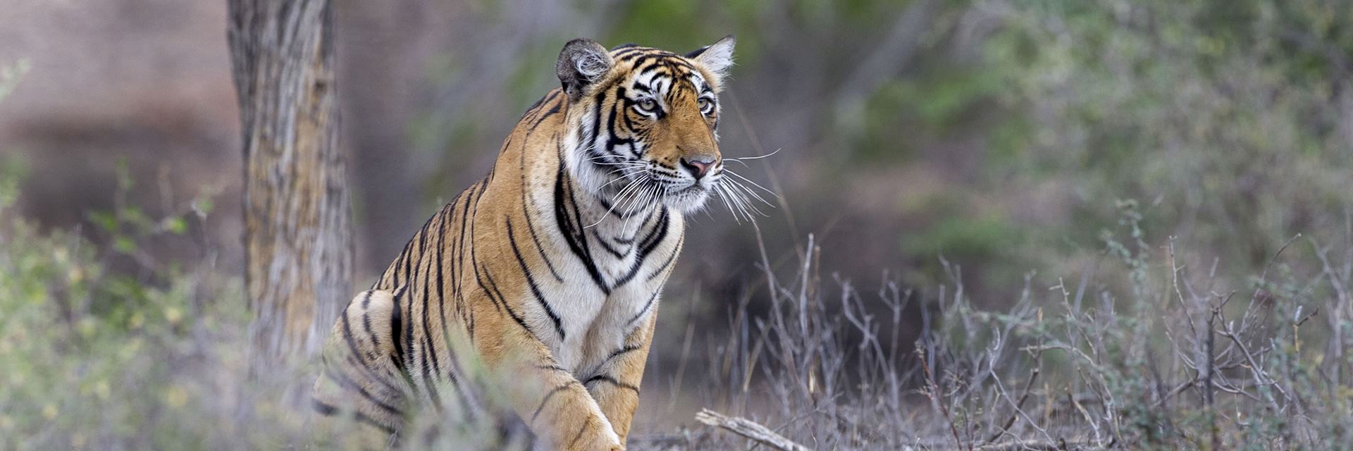 Tiger in Ranthambhore National Park