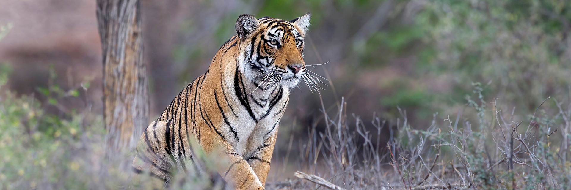 Tiger in Ranthambhore National Park