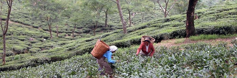 Glenburn Tea Estate