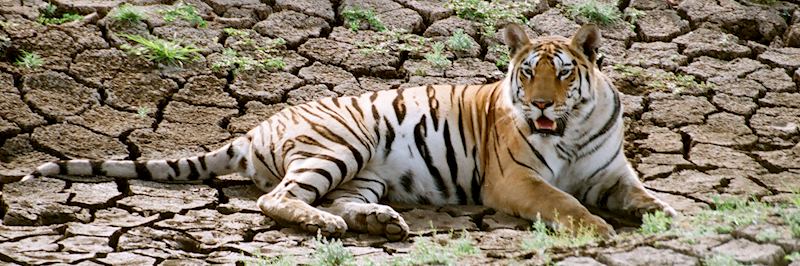 Tiger, Pench National Park