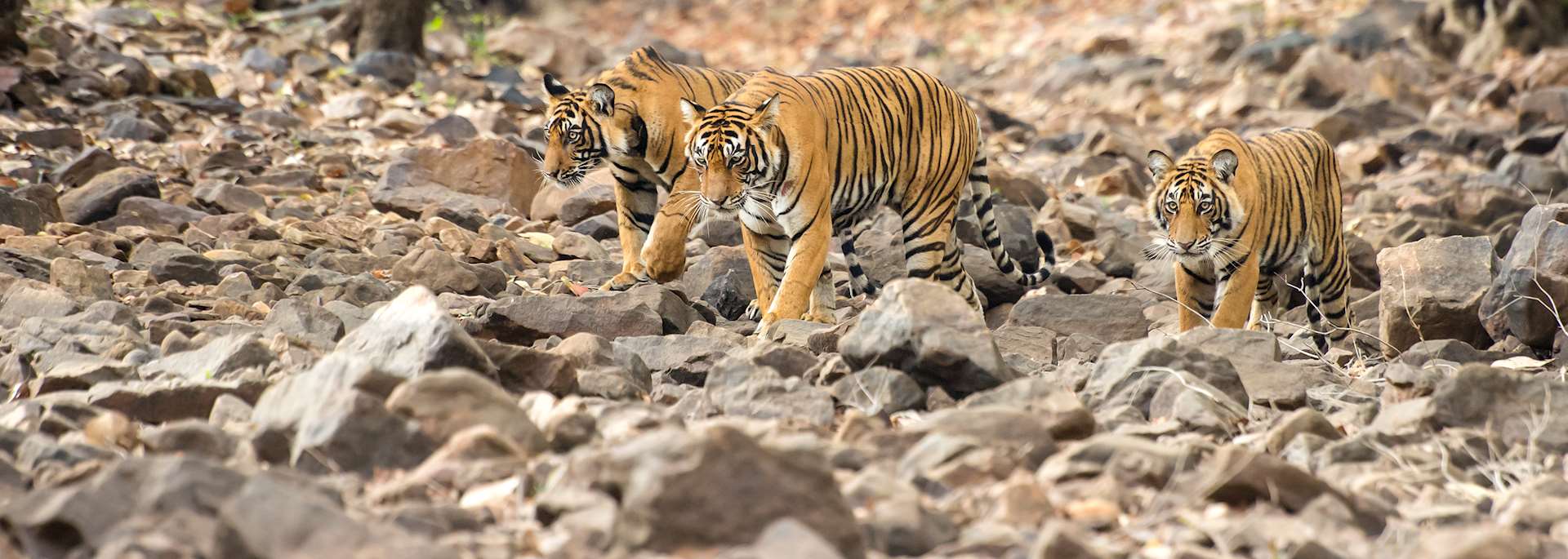 Tigers, Ranthambhore National Park