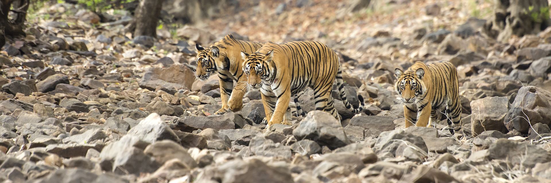 Tigers, Ranthambhore National Park