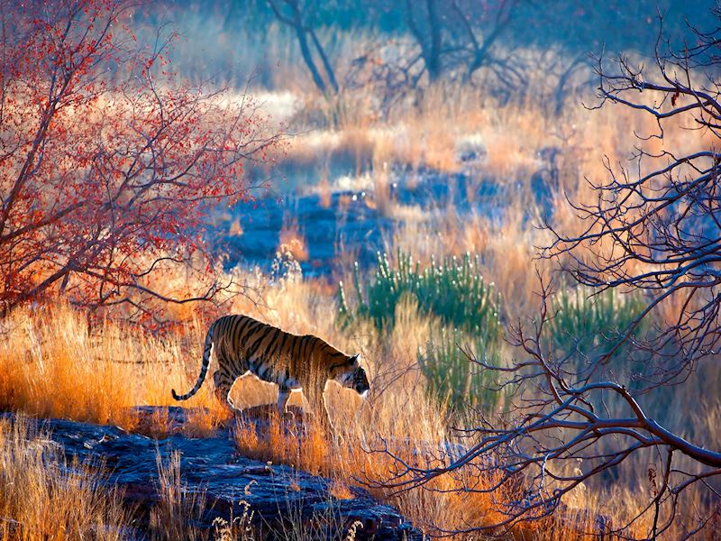 Bengal tiger, Ranthambhore National Park