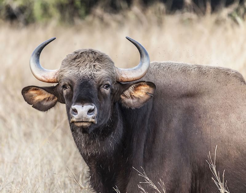 Gaur, Pench National Park