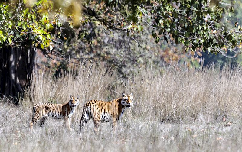 Tigers, Kanha National Park