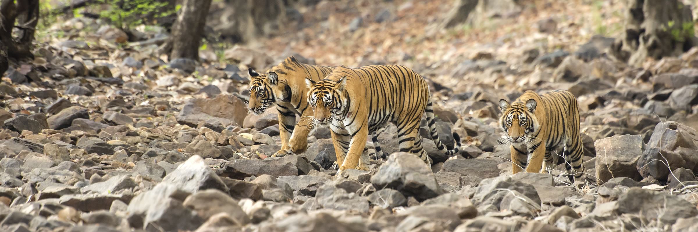 Tigers, Ranthambore National Park