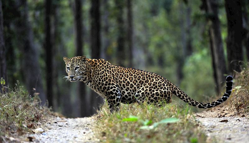 Leopard, Satpura National Park