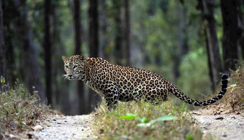 Leopard, Satpura National Park