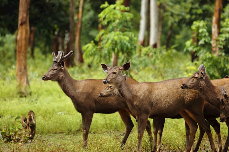 Sambar deer, Satpura National Park