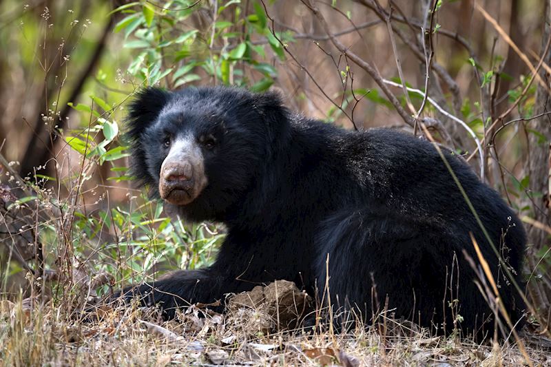 Sloth bear, Tadoba National Park