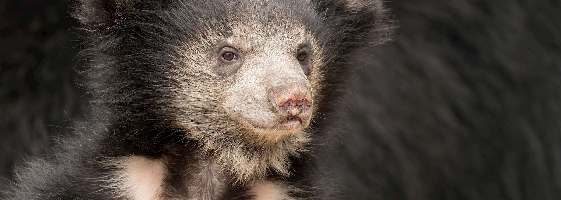 Sloth bear cub