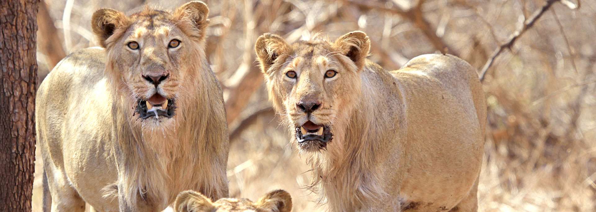 Lions in Sasan Gir National Park