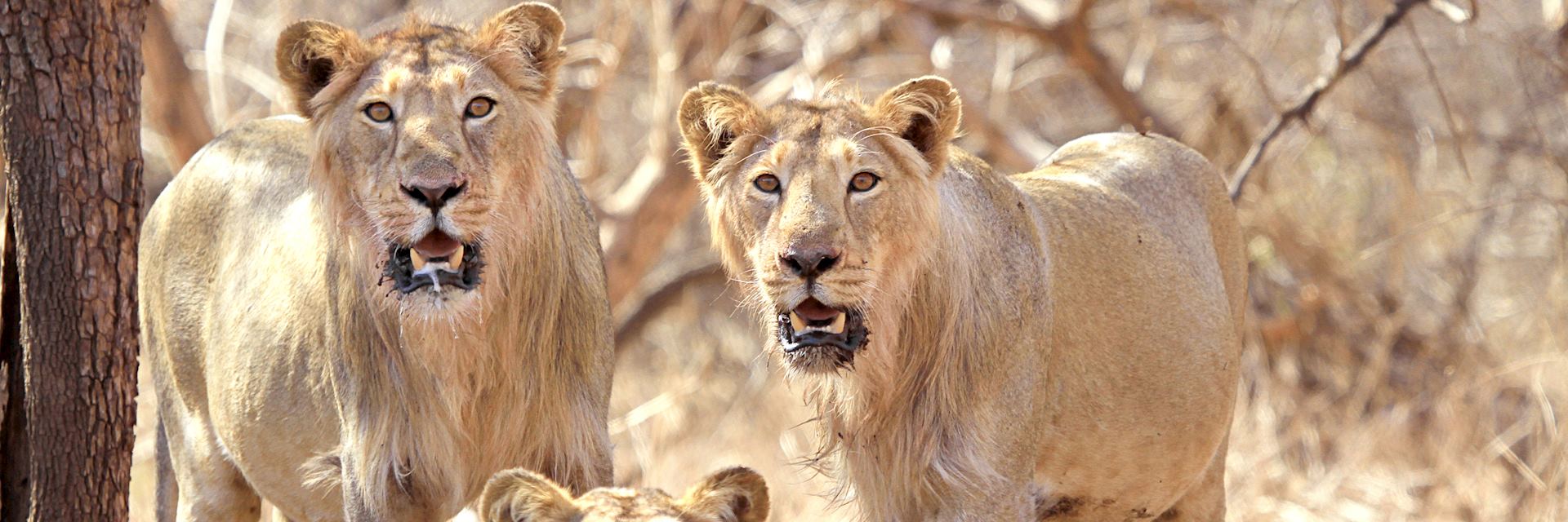 Lions in Sasan Gir National Park