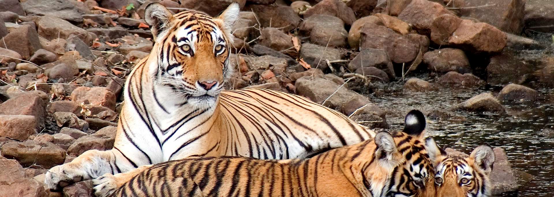 Female tiger and her cubs, Ranthambhore National Park