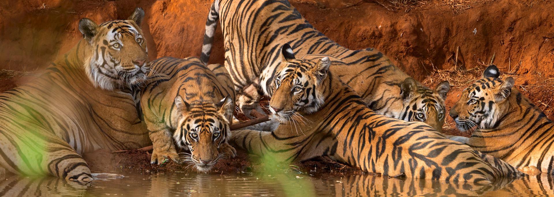 Bandhavgarh National Park
