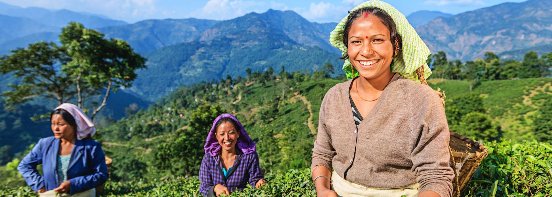 Tea pickers in Darjeeling