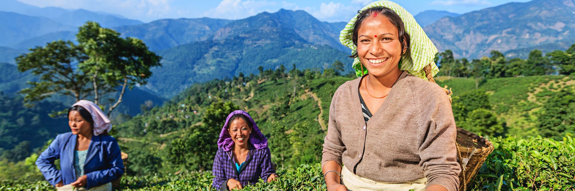 Tea pickers in Darjeeling