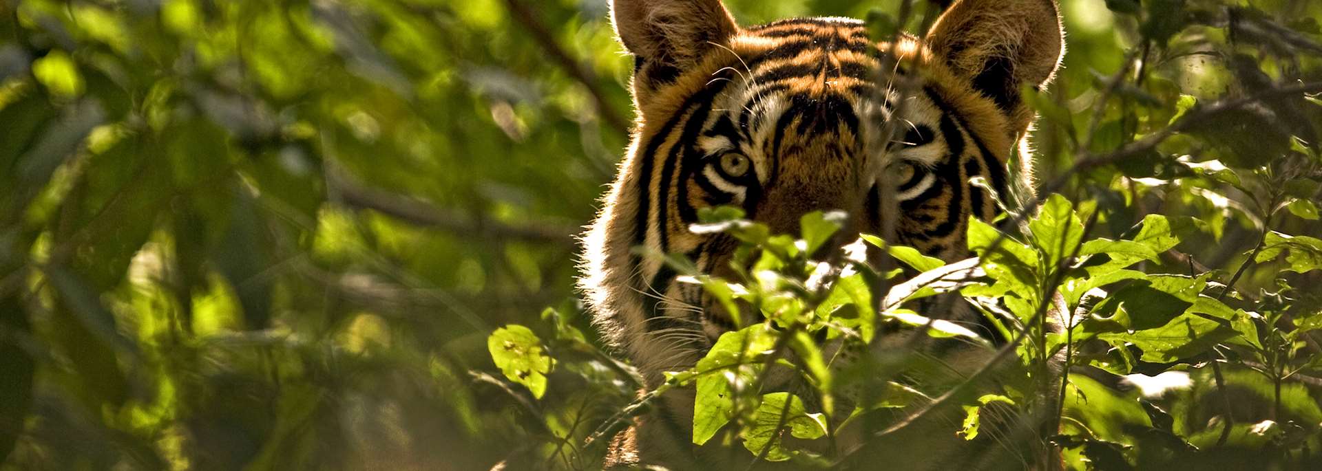 Tiger in Ranthambhore National Park
