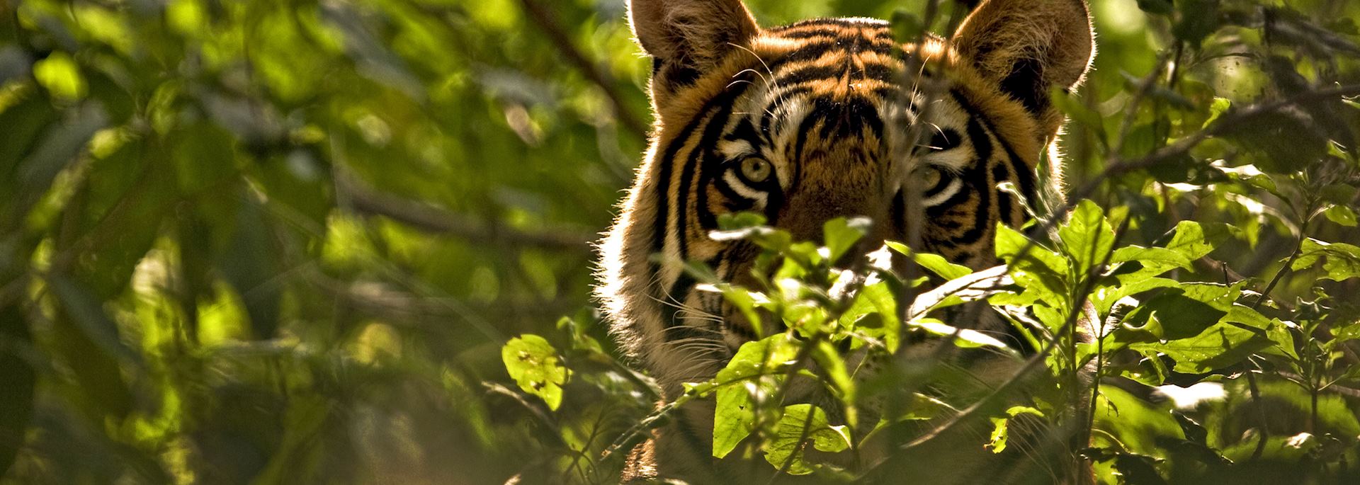 Tiger in Ranthambhore National Park