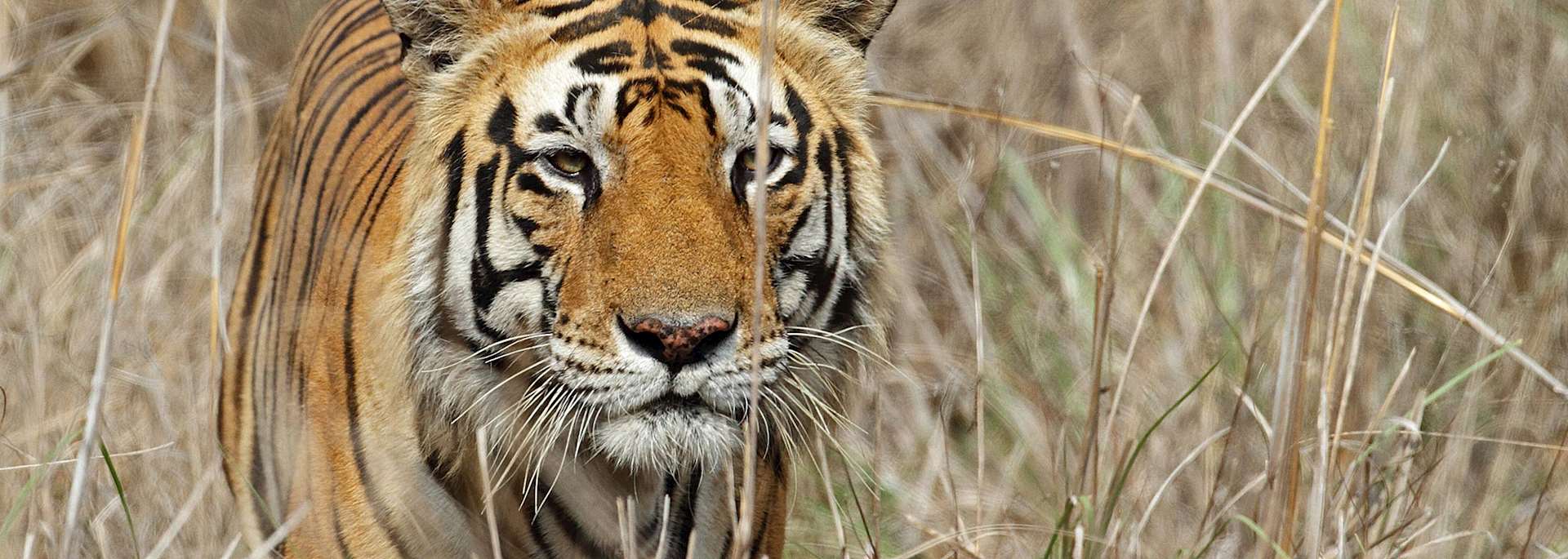 Tiger in Kanha National Park