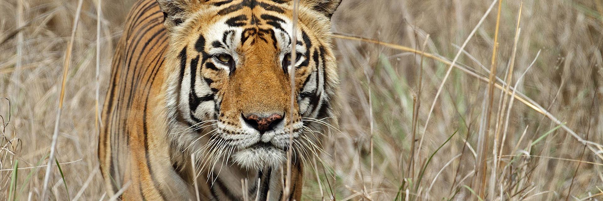 Tiger in Kanha National Park