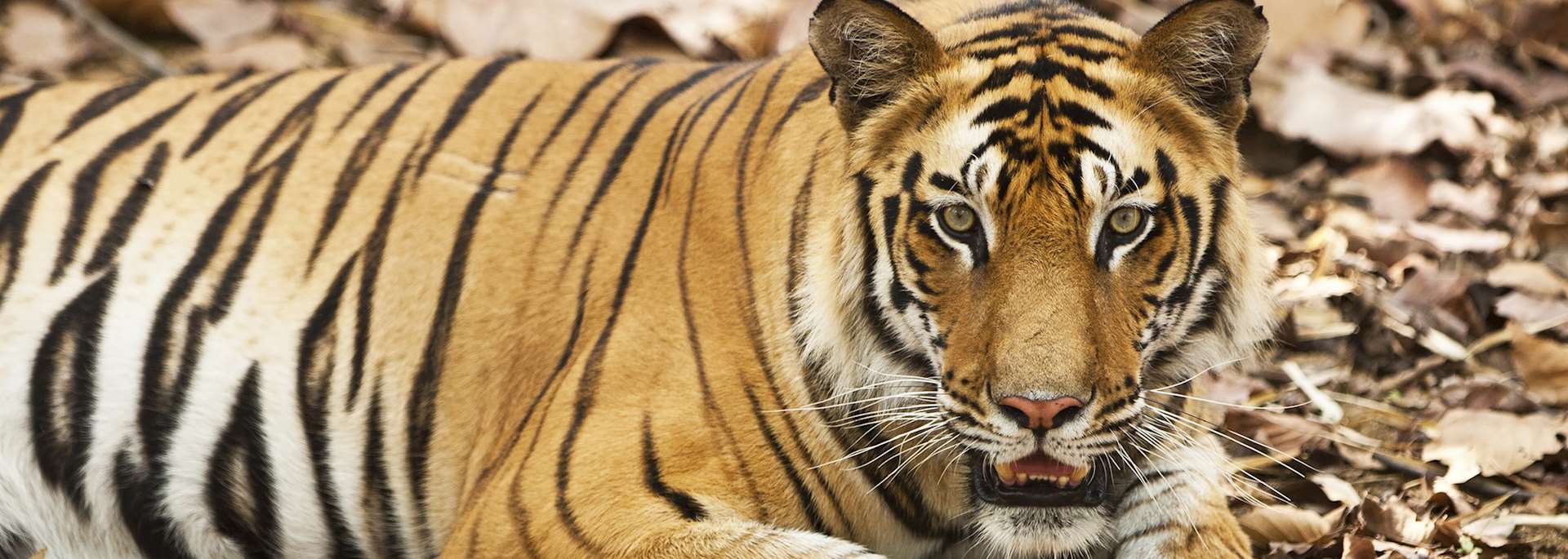 Bengal tiger, Bandhavgarh National Park, India