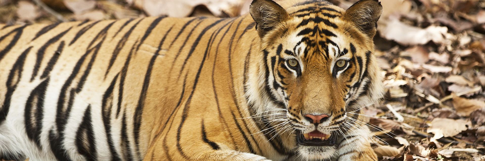 Bengal tiger, Bandhavgarh National Park, India