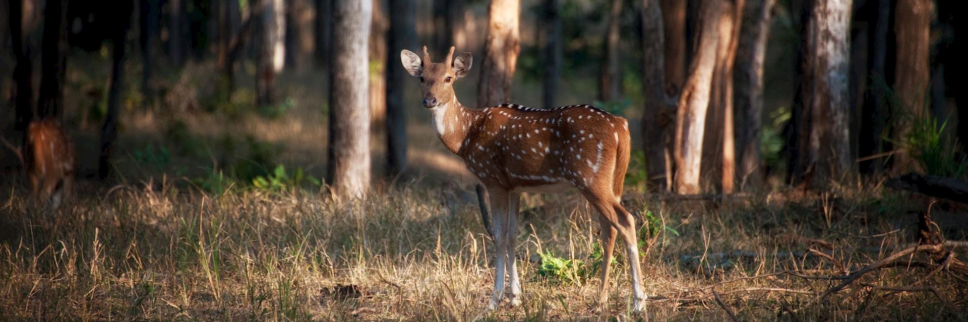 Deer in Panna National Park