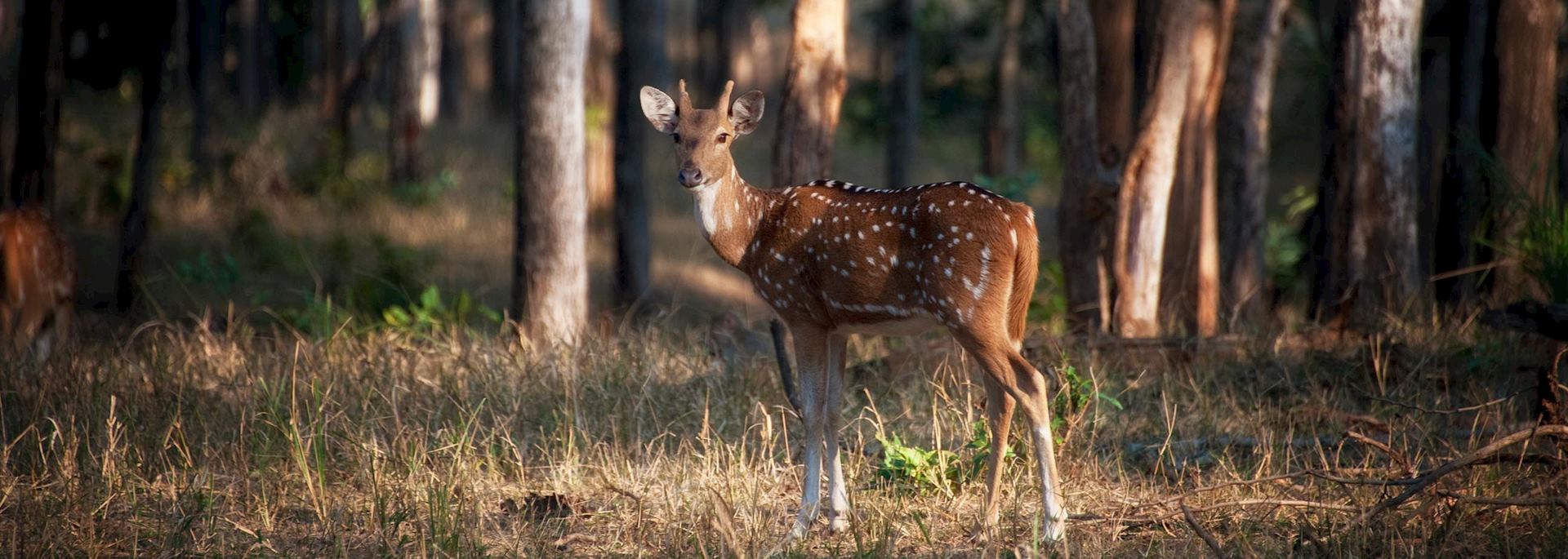 Deer in Panna National Park