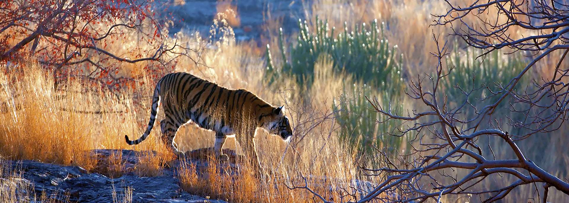 Tiger in the wild