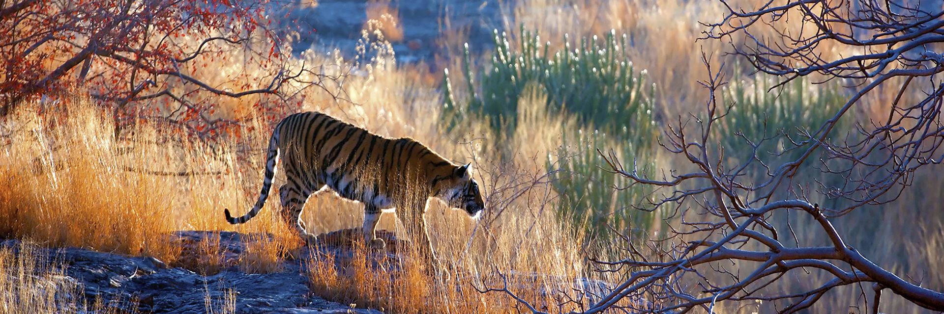 Tiger in the wild