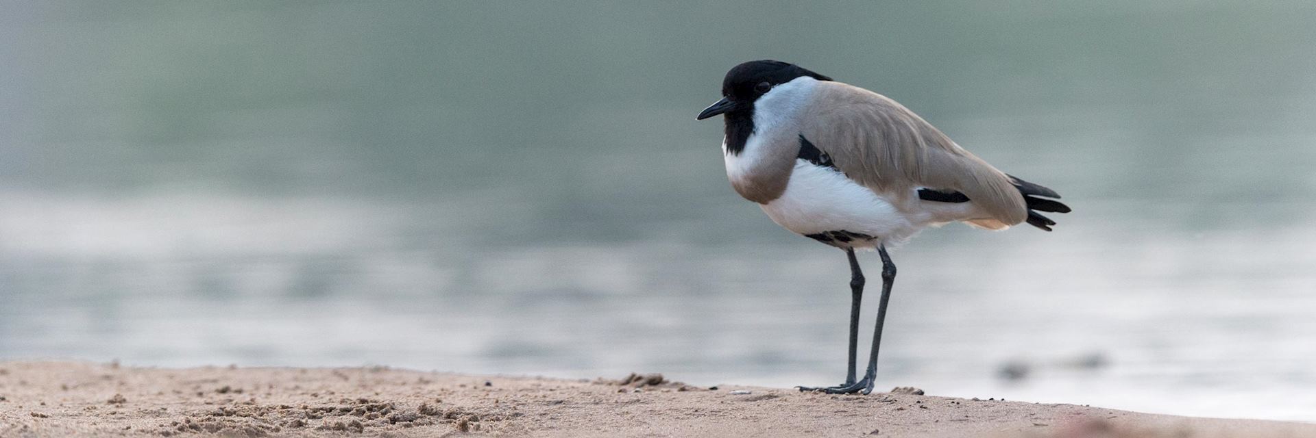 River lapwing in Chambal Sanctuary