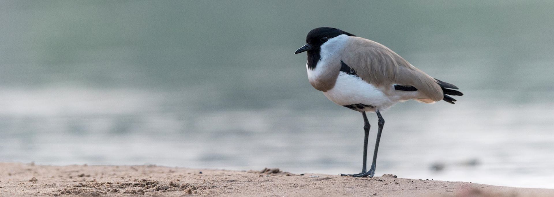 River lapwing in Chambal Sanctuary