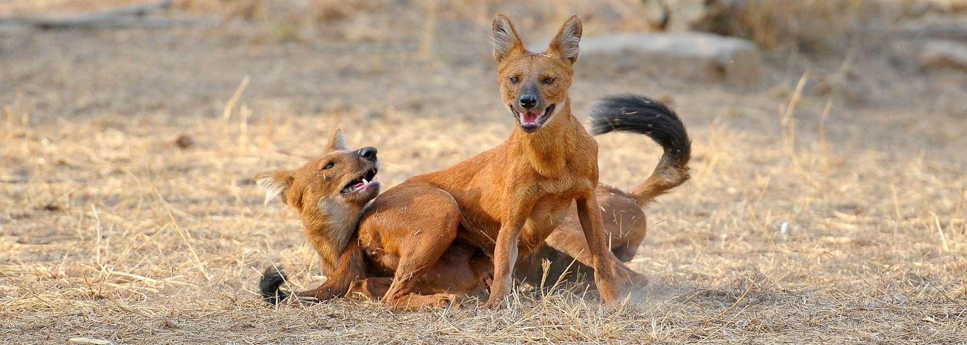 Wild dogs in Tadoba National Park