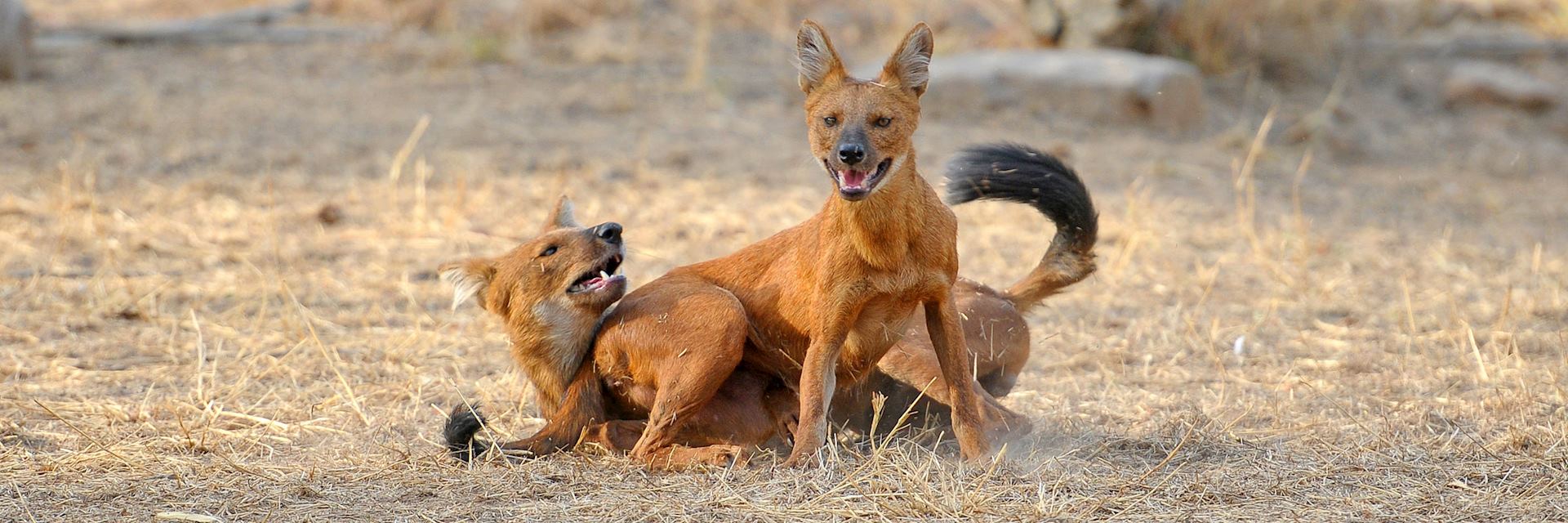 Wild dogs in Tadoba National Park