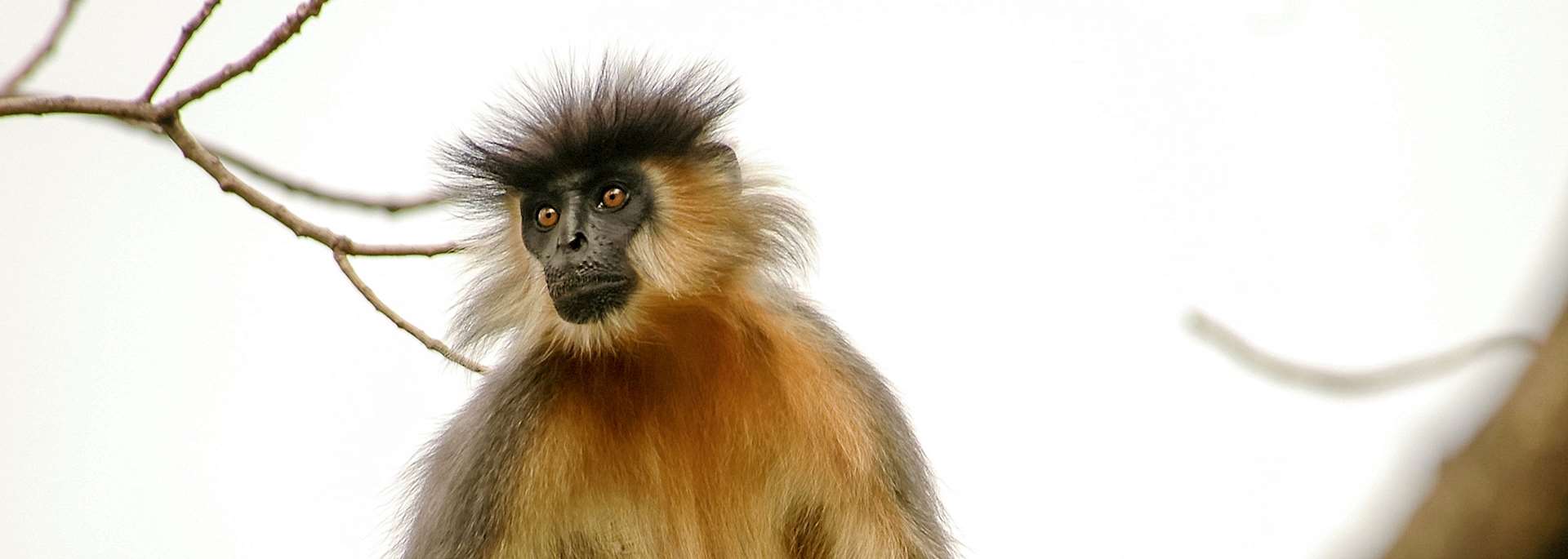 Capped langur in Manas National Park