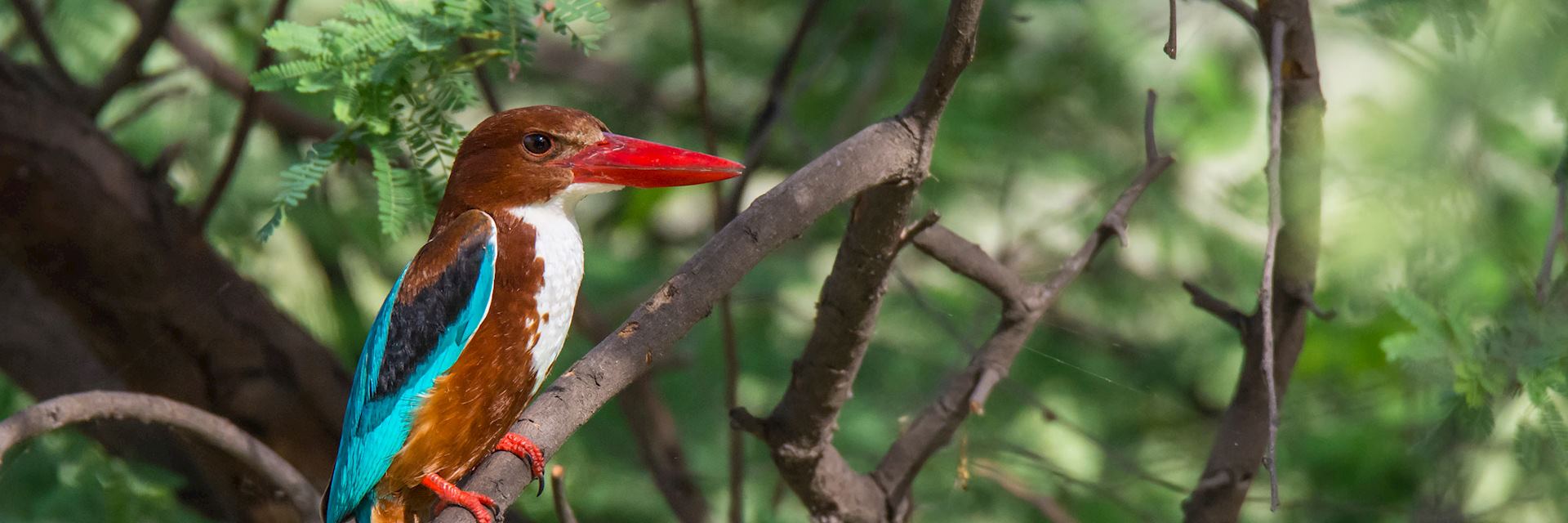 White-throated kingfisher in Keoladeo National Park