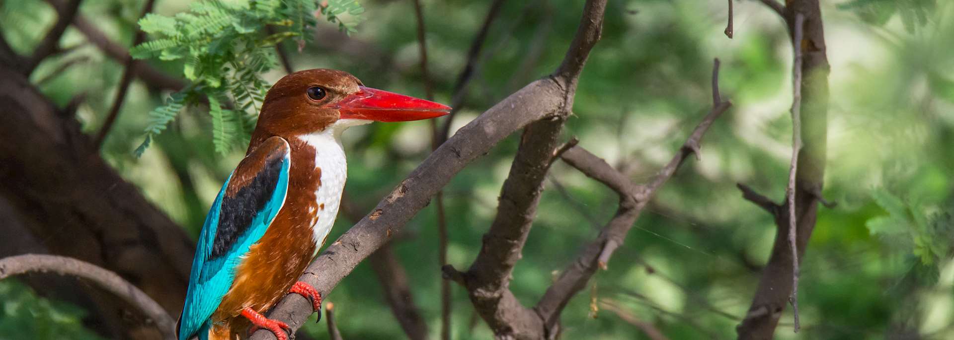 Bharatpur \u0026 Keoladeo Ghana National Park | Audley Travel US, image size:1920x685