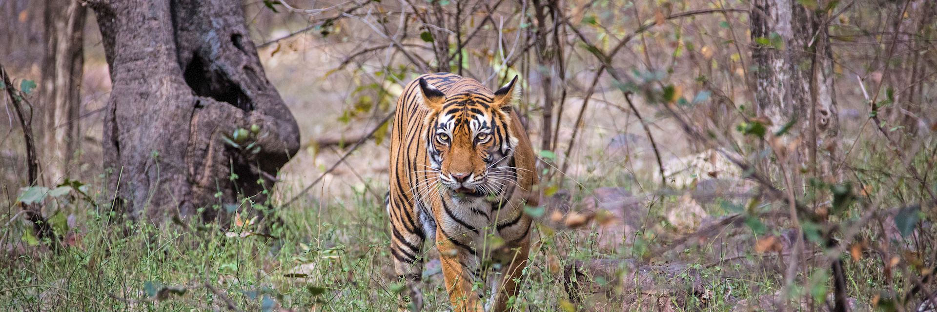 Bengal tiger in Rajasthan