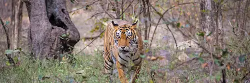 Bengal tiger in Rajasthan