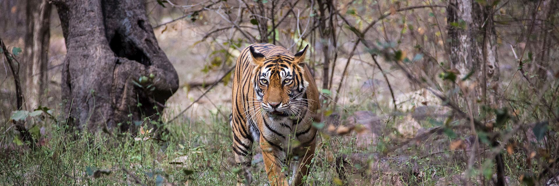 Bengal tiger, India