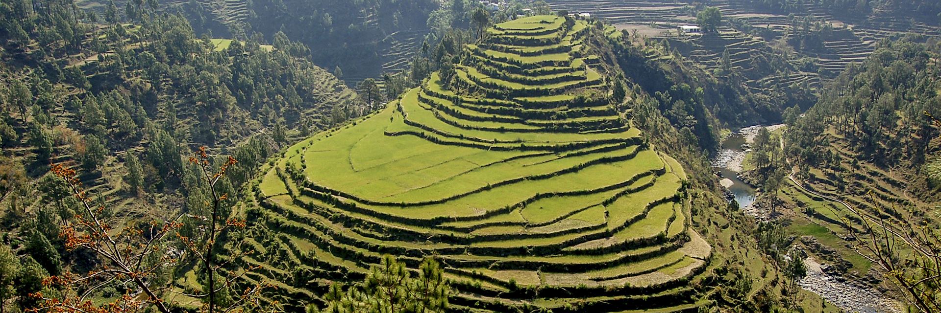 Rice terraces in Almora