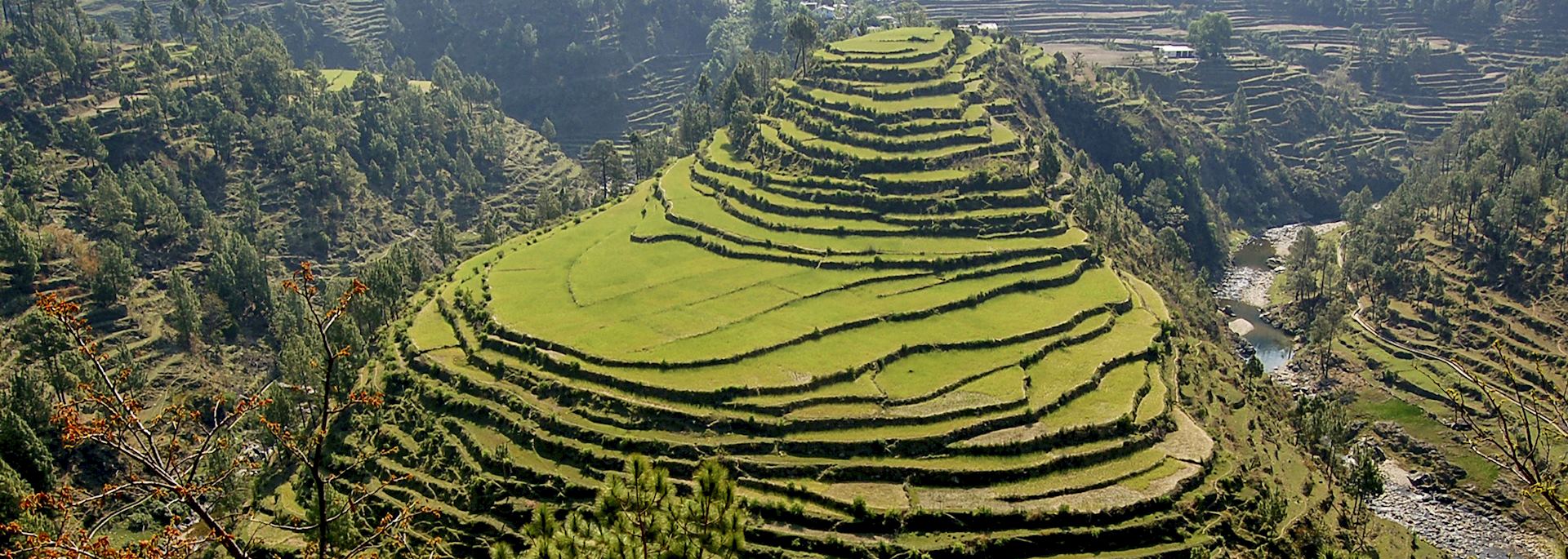 Rice terraces in Almora