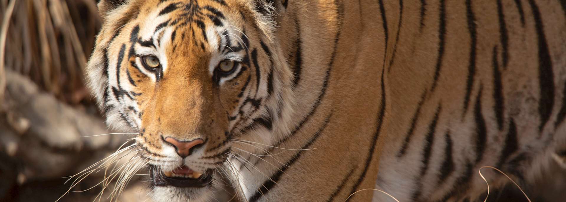Pench Tiger Reserve